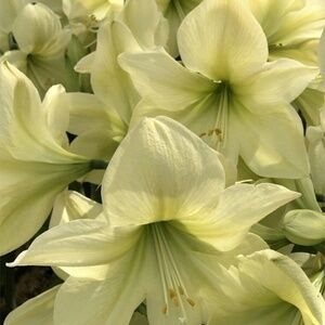 Lemon Star Amaryllis SEEDS 6 seeds in total
